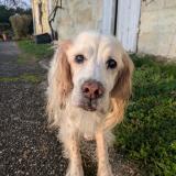 Foto de perro perdido en Fargues Saint Hilaire