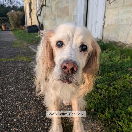 Foto 1/1 Daisy Chien perdido en Fargues saint hilaire