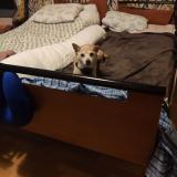 Foto de perro perdido en Tours