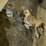 Foto de perro encontrado en Lima Santiago De Surco