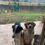 Foto de perro perdido en Mauguio