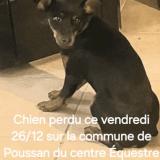 Foto de perro perdido en Poussan