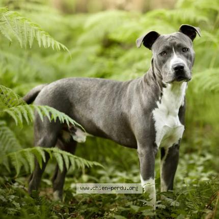 Foto de perro perdido en St Avertin