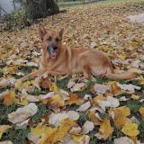 Foto de perro perdido en St Avertin