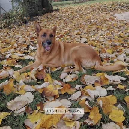 Foto de perro perdido en St Avertin