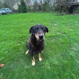 Foto de perro perdido en Greuville