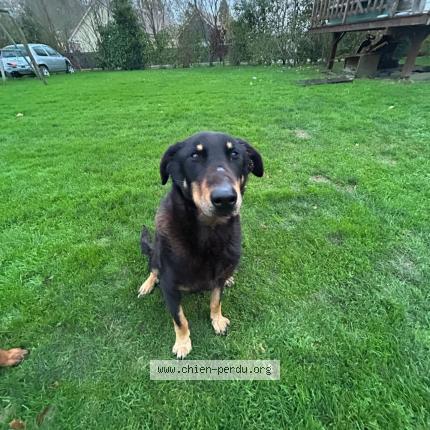 Foto 1/1 Laska Chien perdido en Greuville