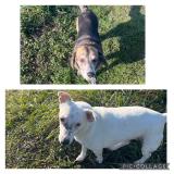 Foto de perro encontrado en Saint Ismier