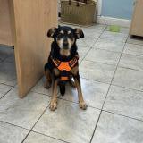 Foto de perro perdido en Saint Louis