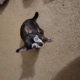 Foto de perro perdido en Memphis