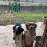 Foto de perro perdido en Mauguio