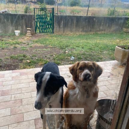 Foto de perro perdido en Mauguio