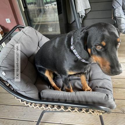 Foto 1/1 Tofu Chien perdido en Beaumont