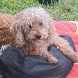 Foto de perro perdido en Villa Gral Belgrano