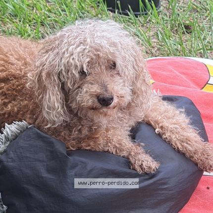 Foto 1/1 THIAGO Chien perdido en Villa gral belgrano