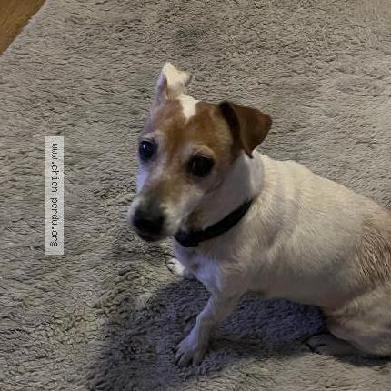 Foto de perro encontrado en Caen