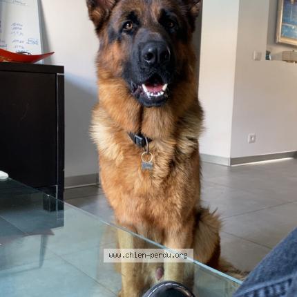 Foto de perro perdido en Istres