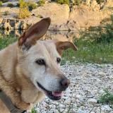 Foto de perro perdido en Largentiere