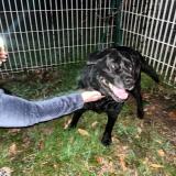 Foto de perro encontrado en Le Passage