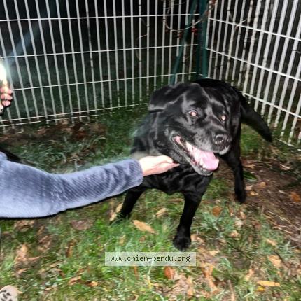 Foto 1/1 Perro encontrado Encontrado en Le passage