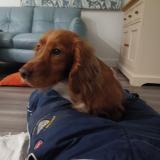 Foto de un perro reunido en Bettisfield