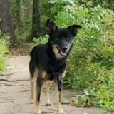 Foto de perro perdido en Claremore