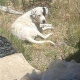 Foto de perro encontrado en El Pinar