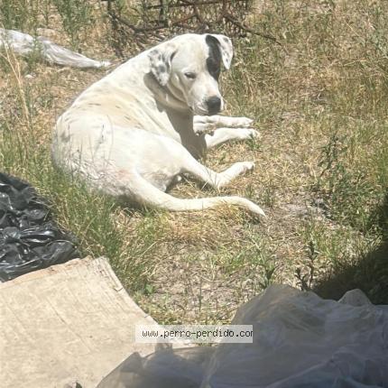 Foto 1/1 Perro encontrado Encontrado en El pinar