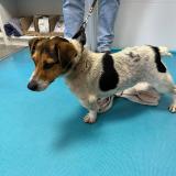 Foto de perro encontrado en Baixas