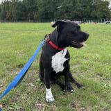 Foto de perro perdido en Longnes