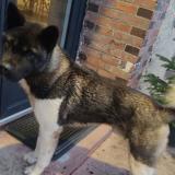 Foto de perro perdido en Cudot