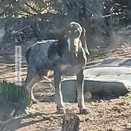 Foto 1/1 Perro encontrado Encontrado en Ille sur tet