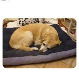 Foto de perro perdido en Castres