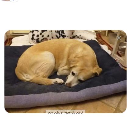 Foto de perro perdido en Castres