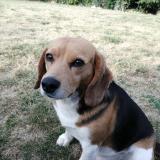 Foto de perro perdido en Saint Crepin