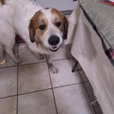 Foto de perro encontrado en Baltimore