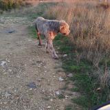 Foto de perro encontrado en Gignac 34150