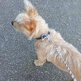 Foto de perro encontrado en Saint Jean De Vedas