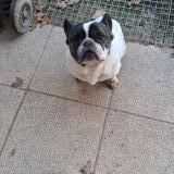 Foto de perro encontrado en Baigneaux