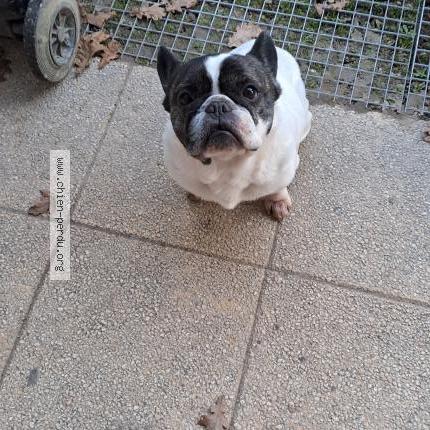 Foto 1/1 Perro encontrado Encontrado en Baigneaux