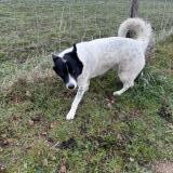 Foto de perro encontrado en Veauche