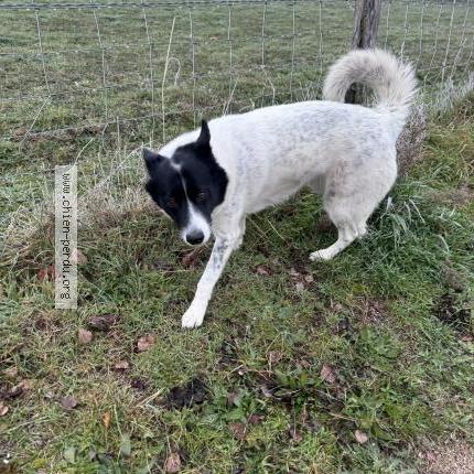 Foto de perro encontrado en Veauche