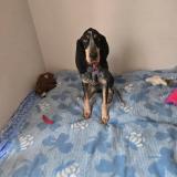 Foto de perro perdido en La Grand Combe