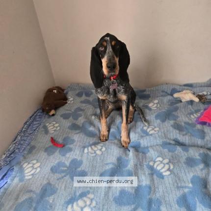 Foto 1/1 Aneth Chien perdido en La grand combe