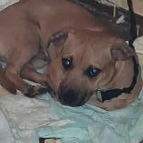 Foto de perro encontrado en Honolulu