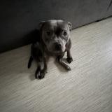 Foto de perro perdido en Paris