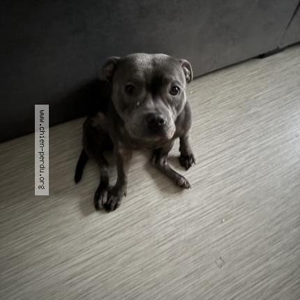 Foto 1/1 Daisy Chien perdido en Paris