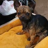 Foto de perro perdido en Pueblo