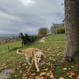 Foto de perro perdido en Contamine Sur Arve