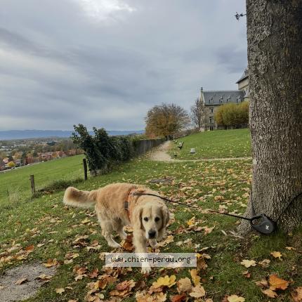 Foto 1/1 Nixon Chien perdido en Contamine sur arve